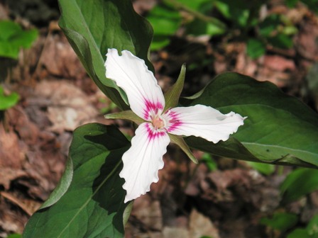 flower at Grout Pond